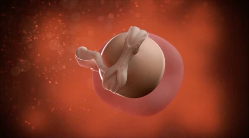 5-week-baby-embryonic-disc